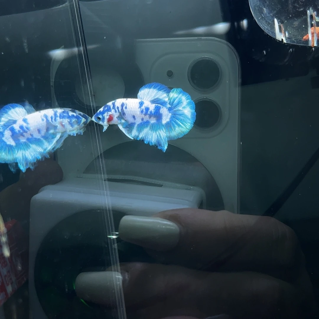 斗鱼40号奶牛将军公