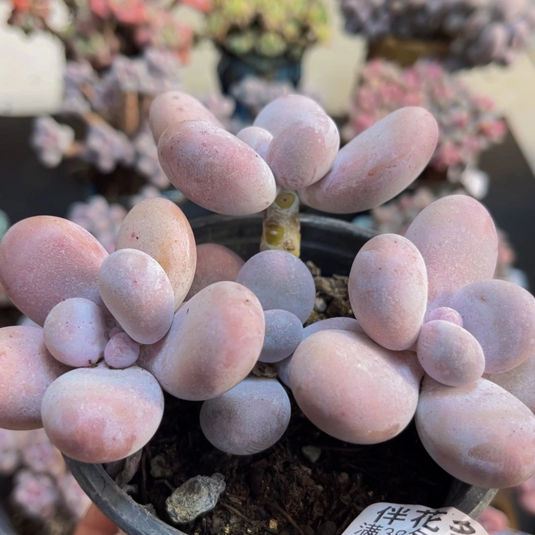 407/8cm水光针多肉植物