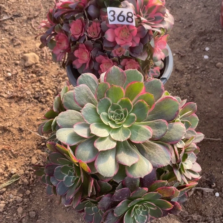 无花朵358组合无售后