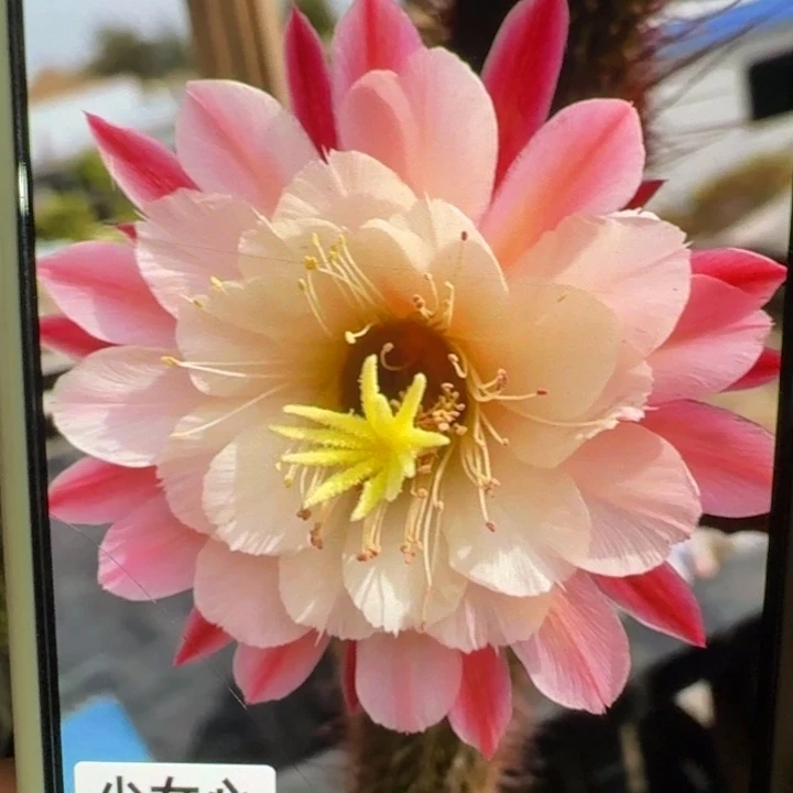 215金妞少女心歪6公分左右无根侧牙，20包邮