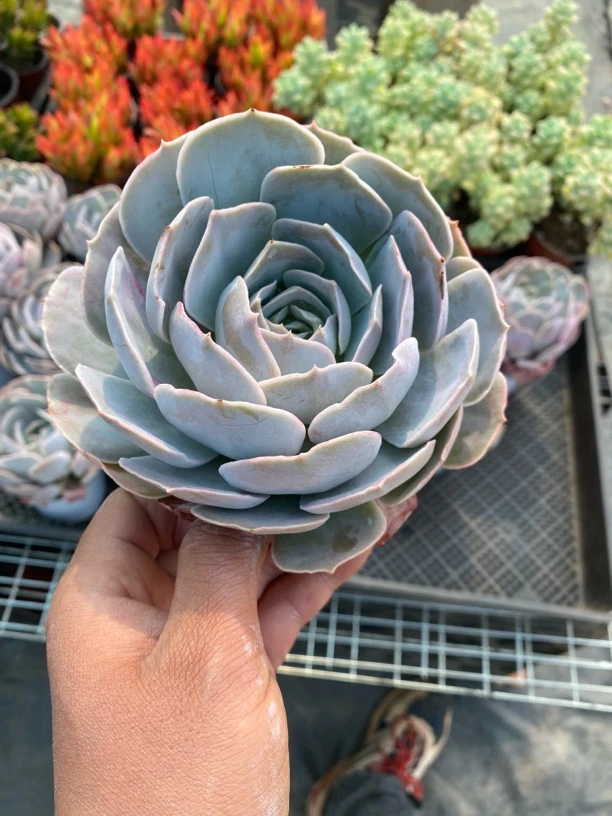 圣卡多肉植物 满9.9包邮