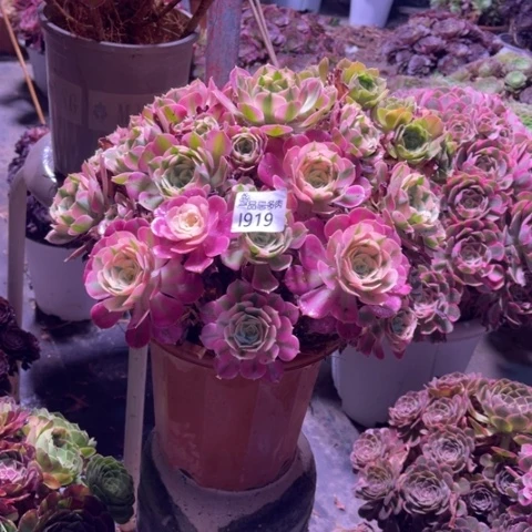 【闪购商品】林**虎空调合欢918暂时寄养