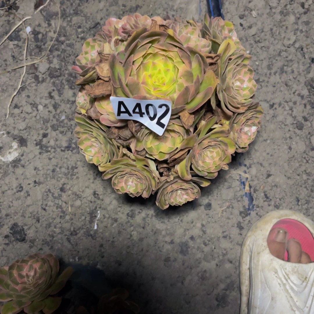 火龙果法师16-35包邮