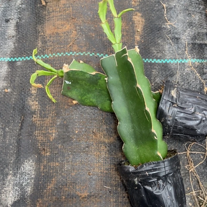 白蕾神嫁接小苗带盆发货一颗12.8