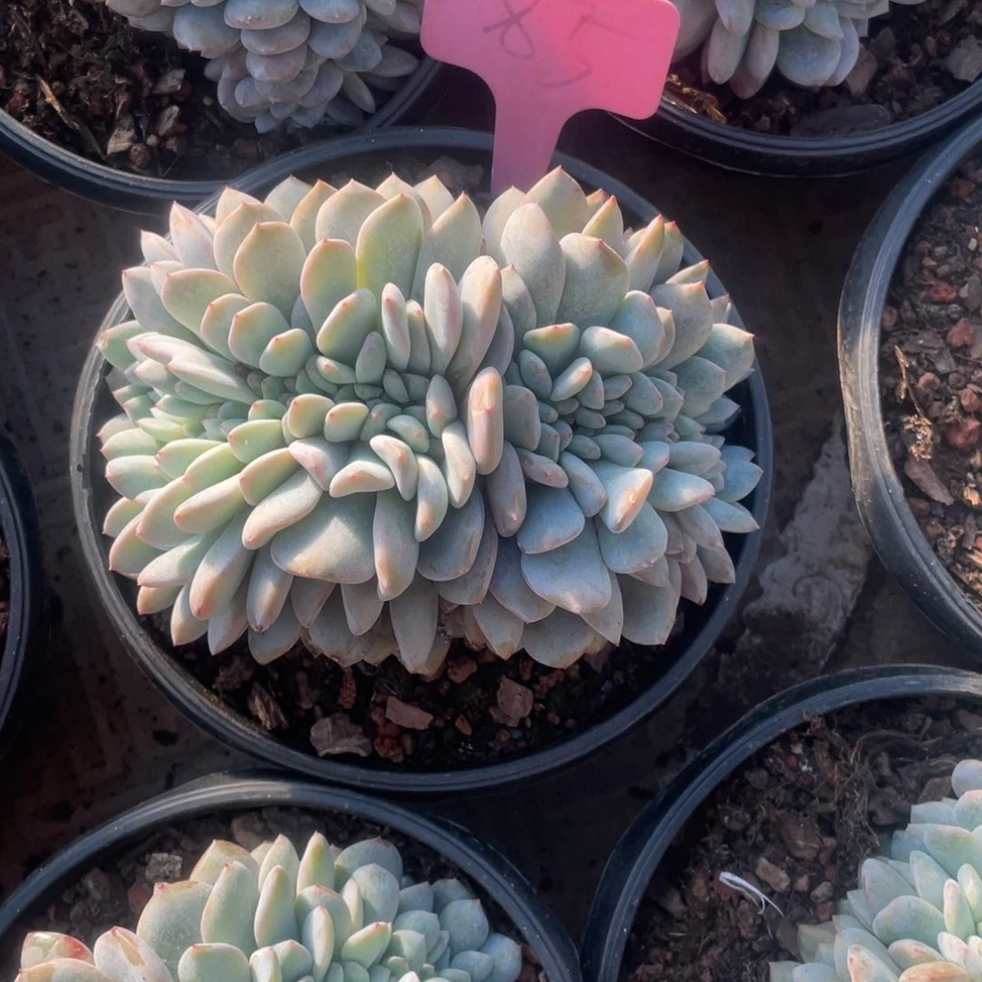 85好影缀化多头的