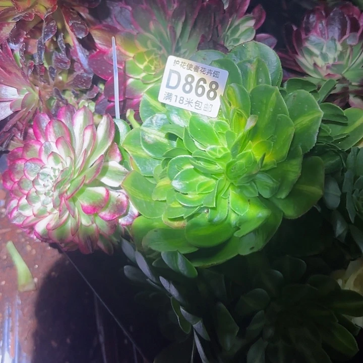 多肉 套餐福利多肉法师