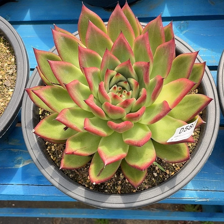 若如东云单拍D580