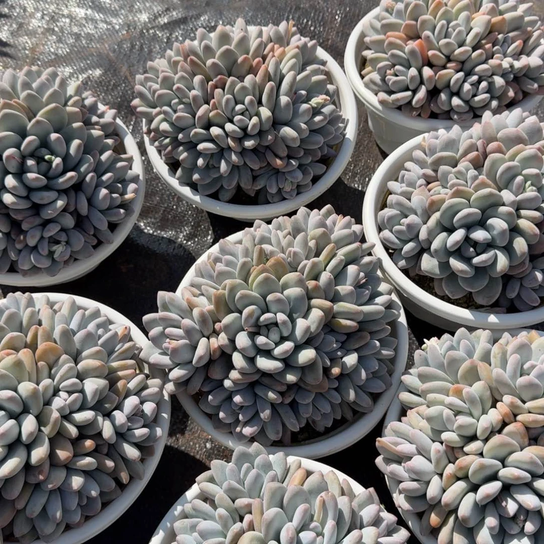 香水群生多肉植物