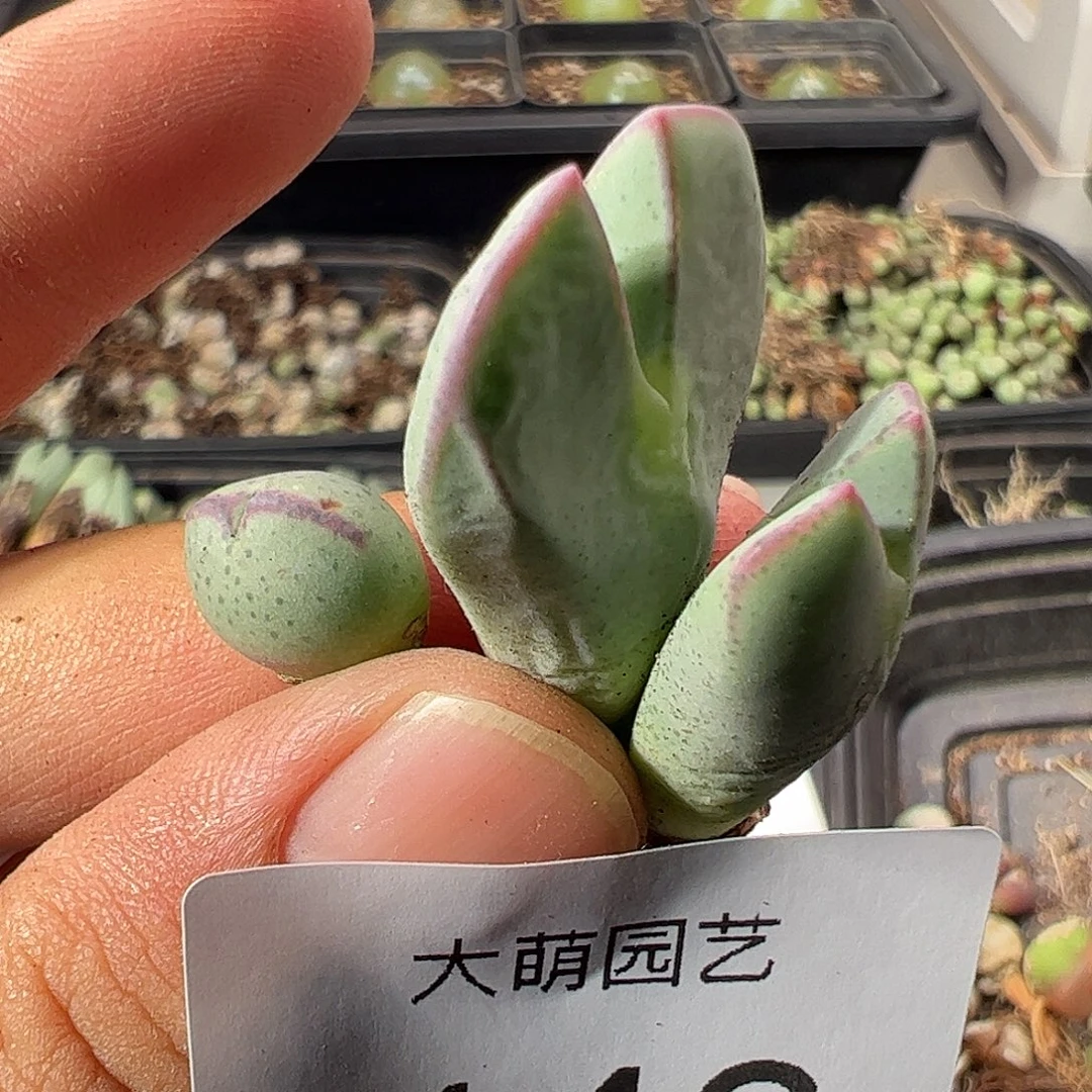 一物一拍。    443