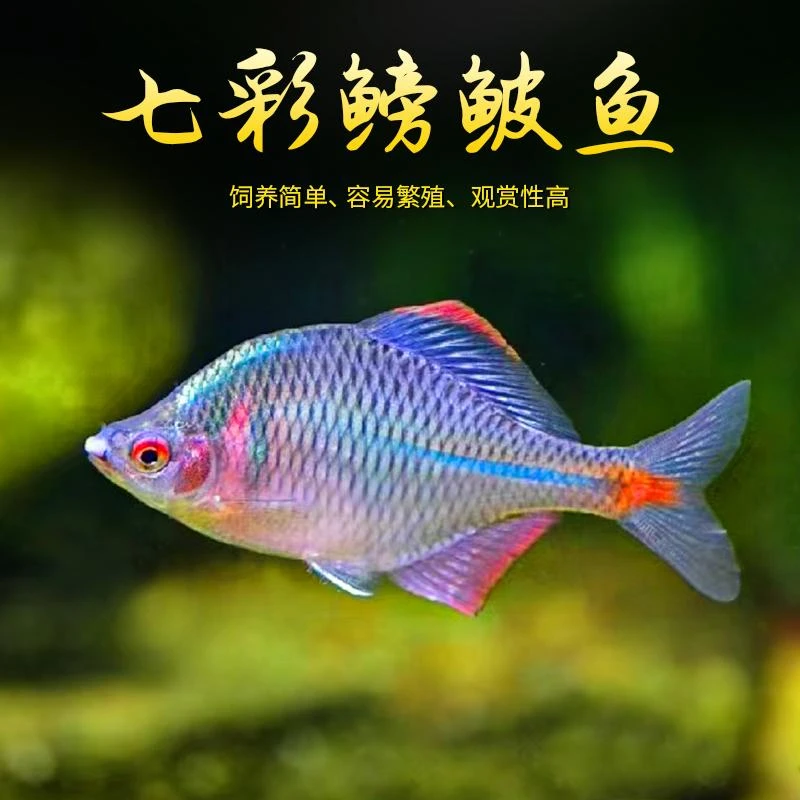 鳑鲏鱼七彩旁皮冷水鱼活体好养淡水观赏鱼原生小型鱼苗除藻群游鱼