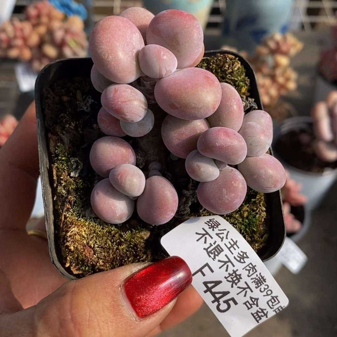 腰子桃蛋445/6c m