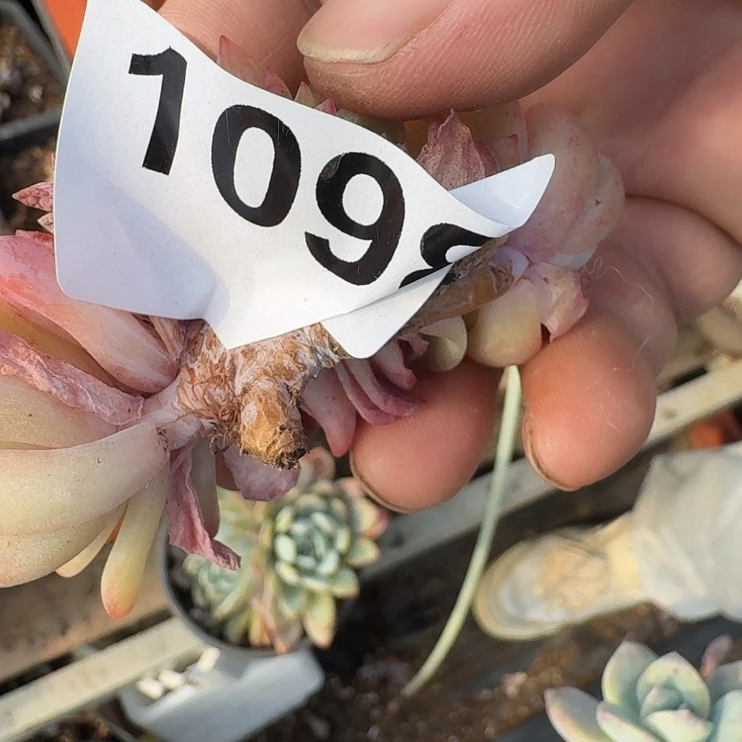 弥****云31661616161616611616