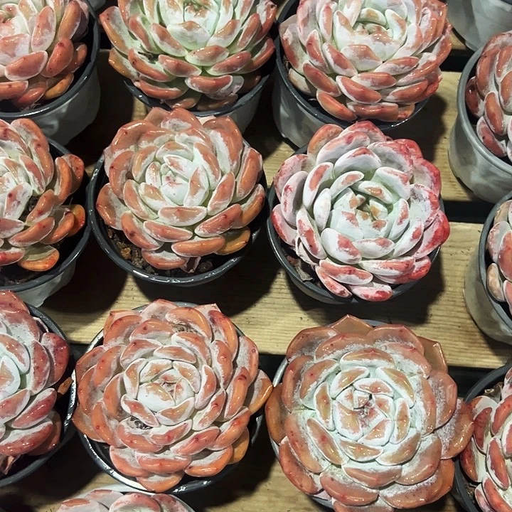 橙梦露     大单头