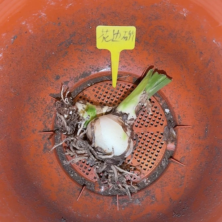 花边石竹盆里的包去