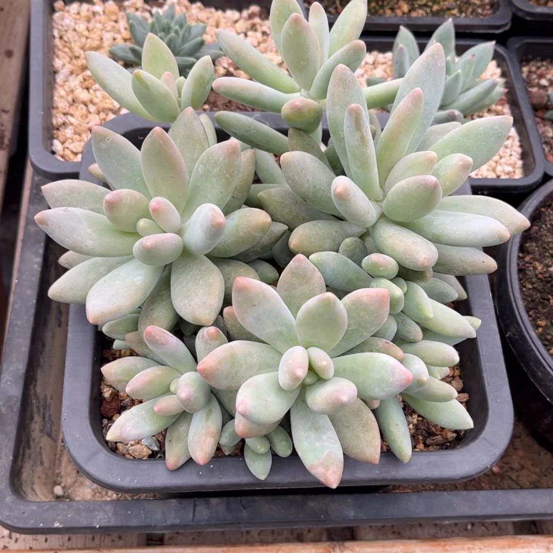 多肉植物白兰地多肉