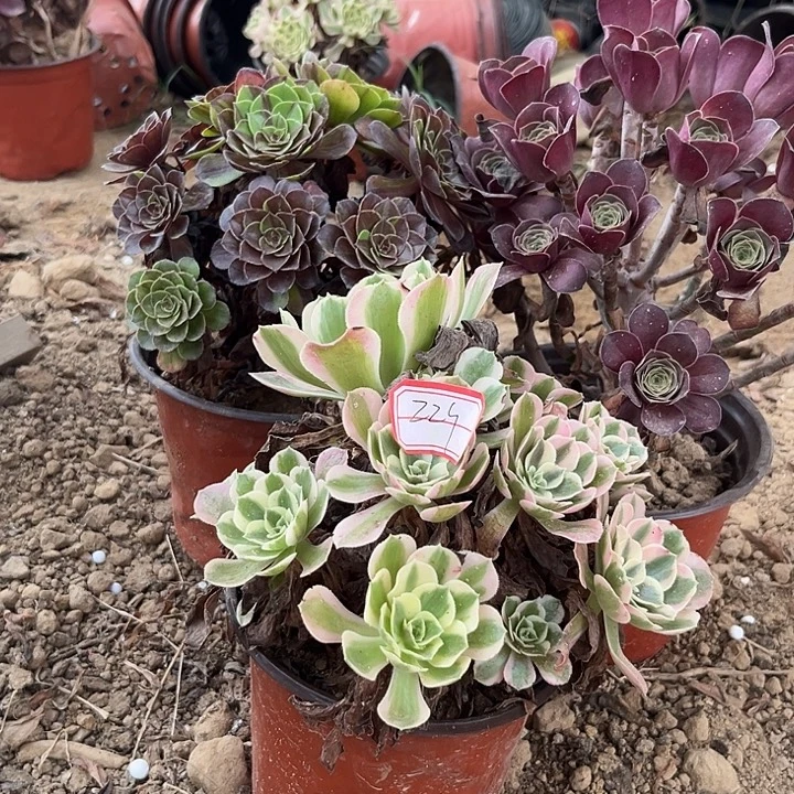 魅金多肉植物组和个