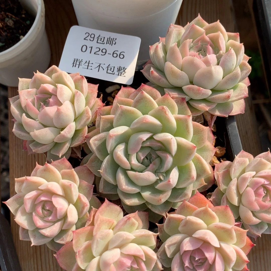 0129-66 女王自然群