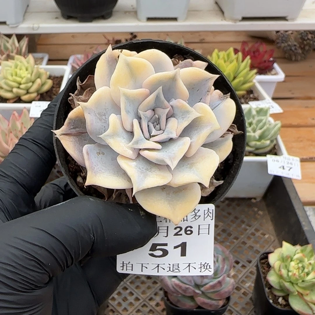 0626-51丽娜莲锦单头