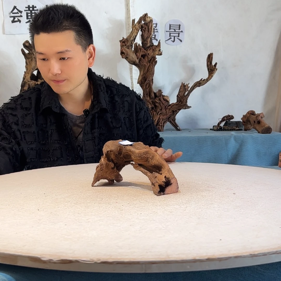 沉木造景寄居蟹造景