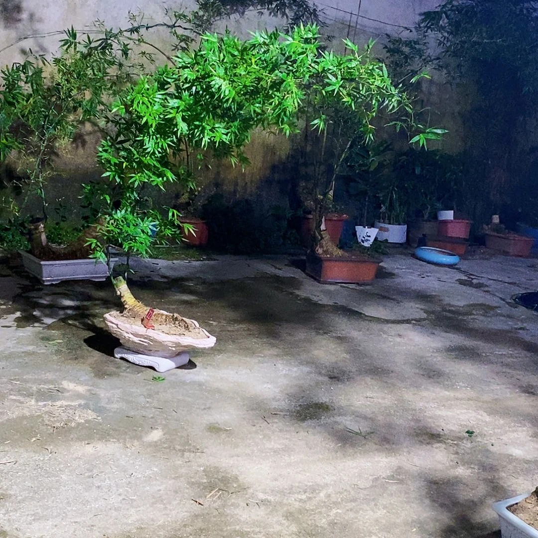 九***子无花朵小叶簕竹一物一拍