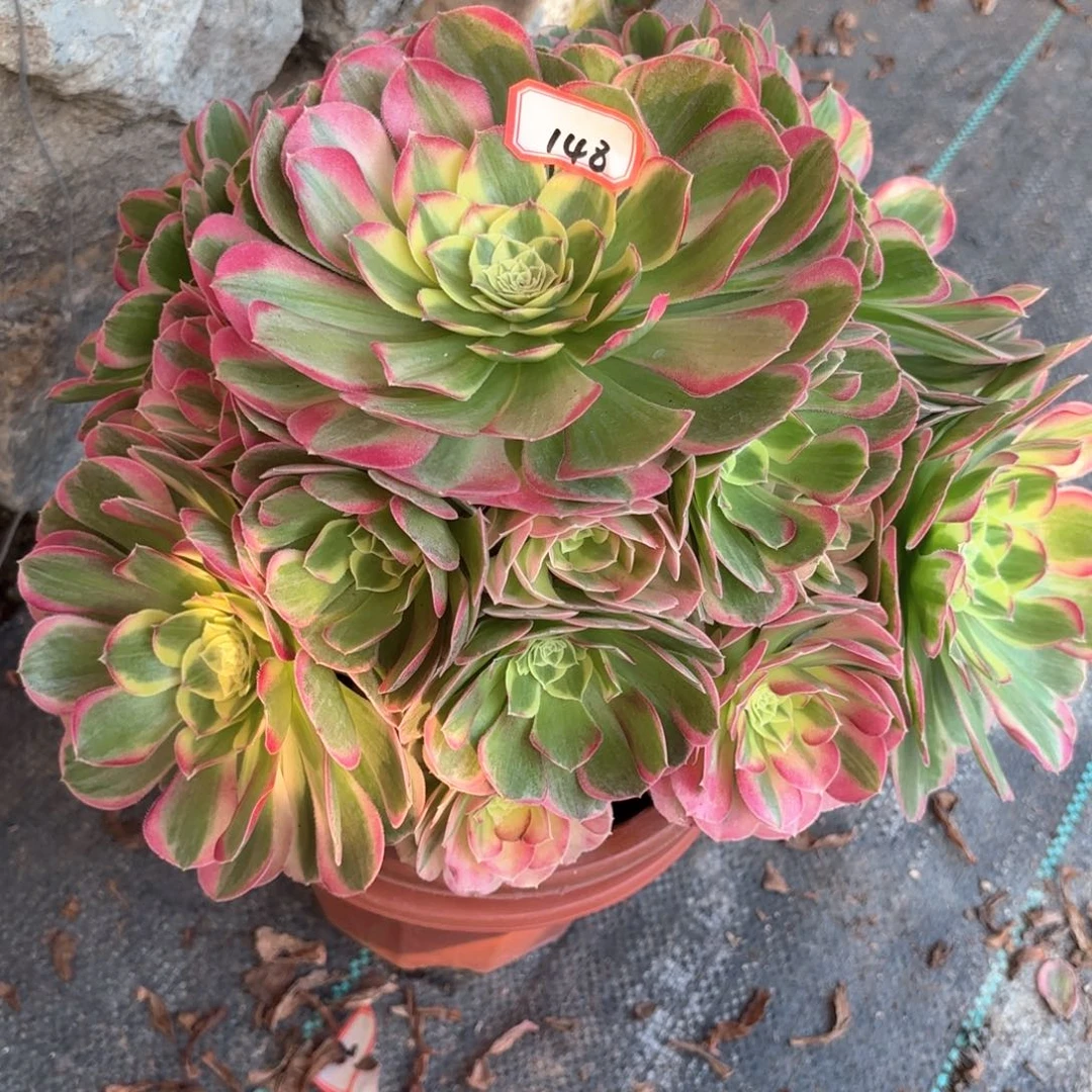 全部花朵148水中月多肉植物