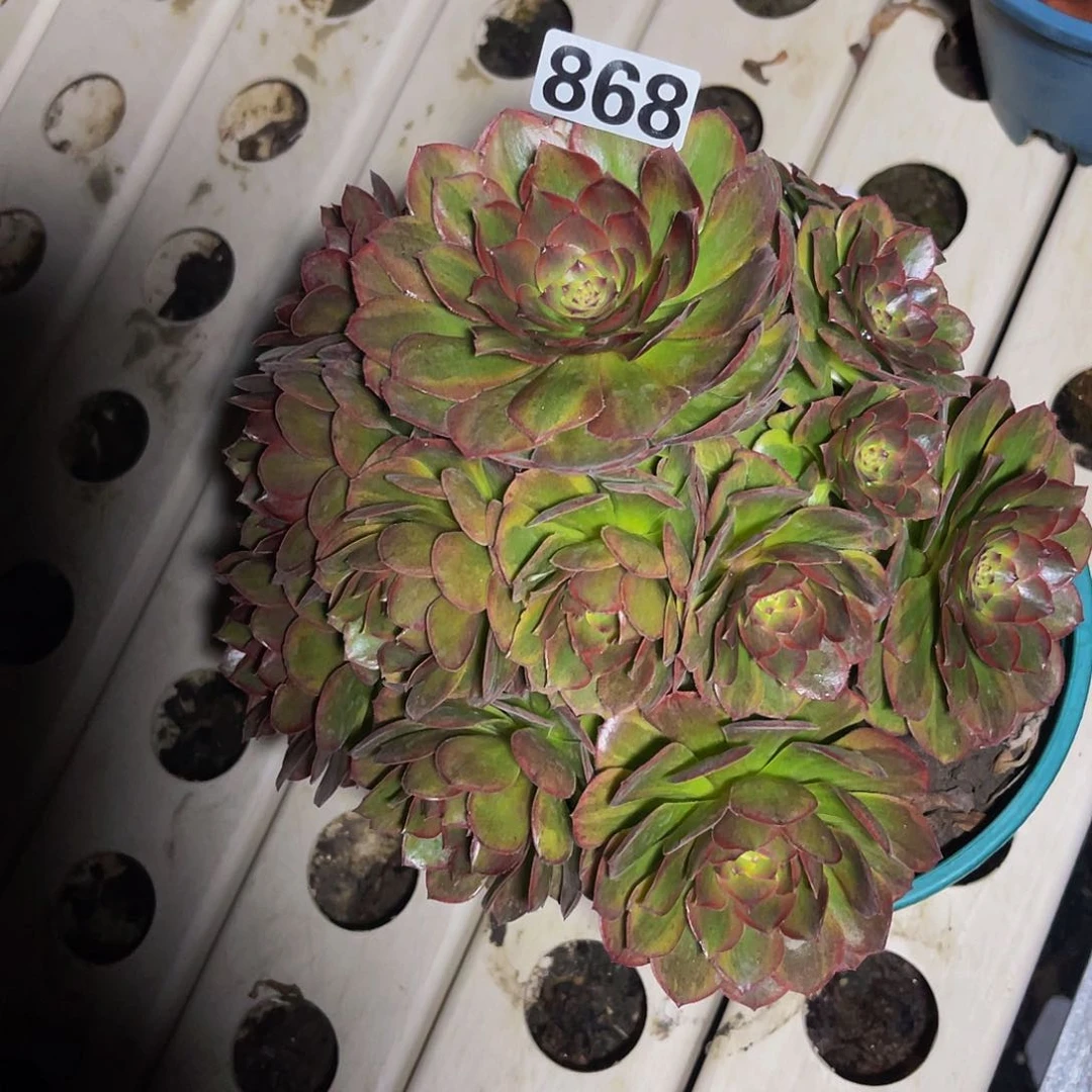 法师法师7//28包邮法师