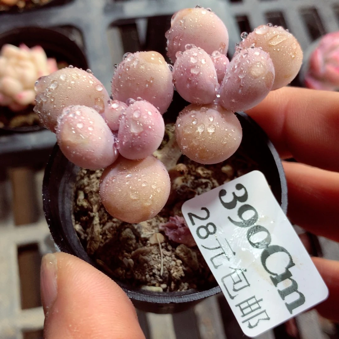 5厘米盆精控多肉390