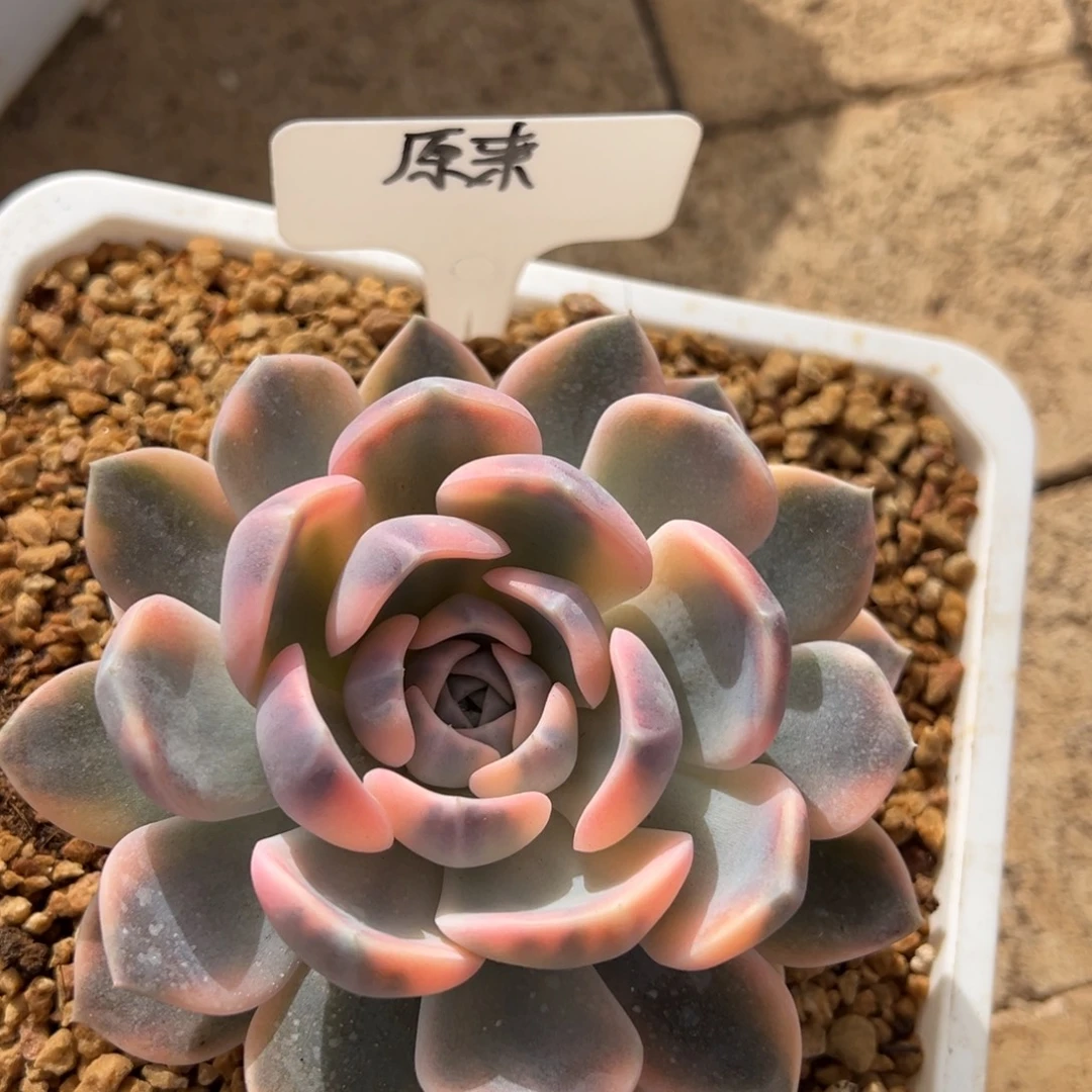 原***吖我在开会你忙什么