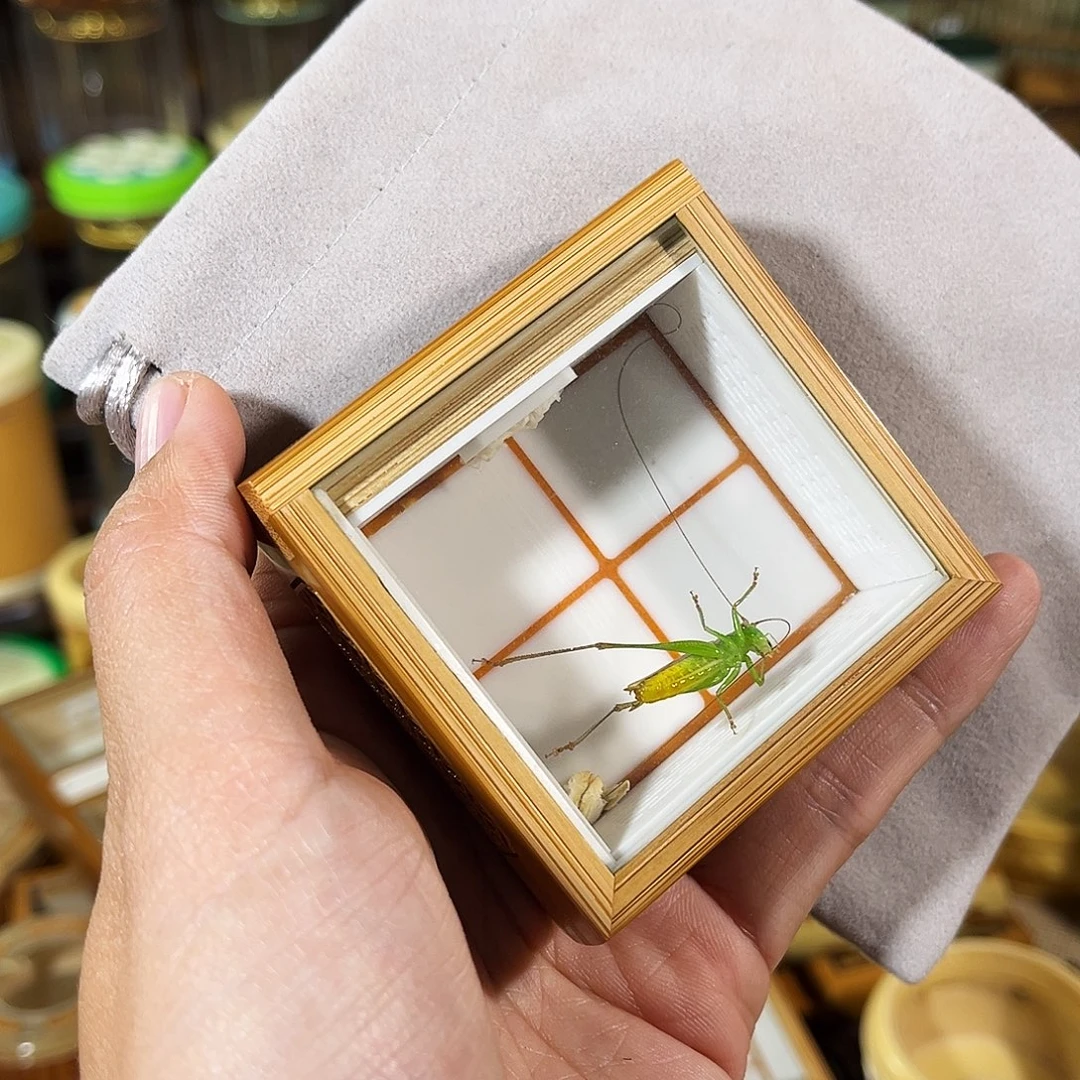 蟋蟀老竹竹蛉盒+糖果彩螽