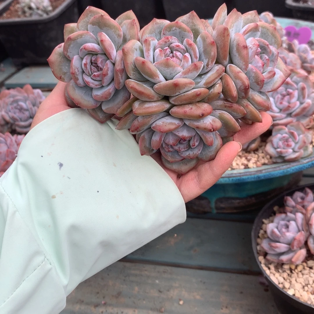 无花朵花花花花花花花花无砍17