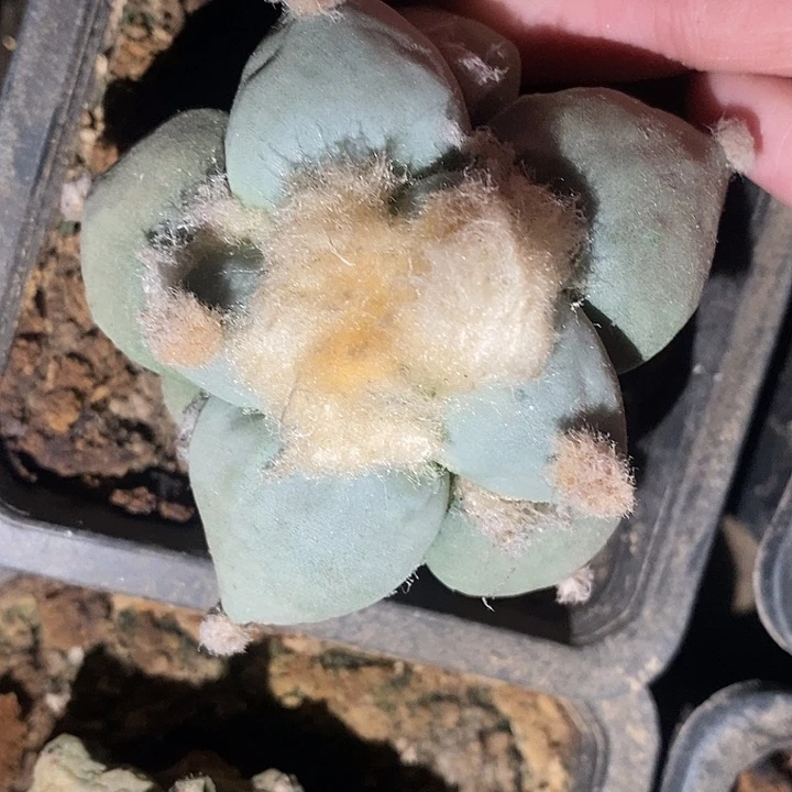 苗接超白丸尤青瓷怒