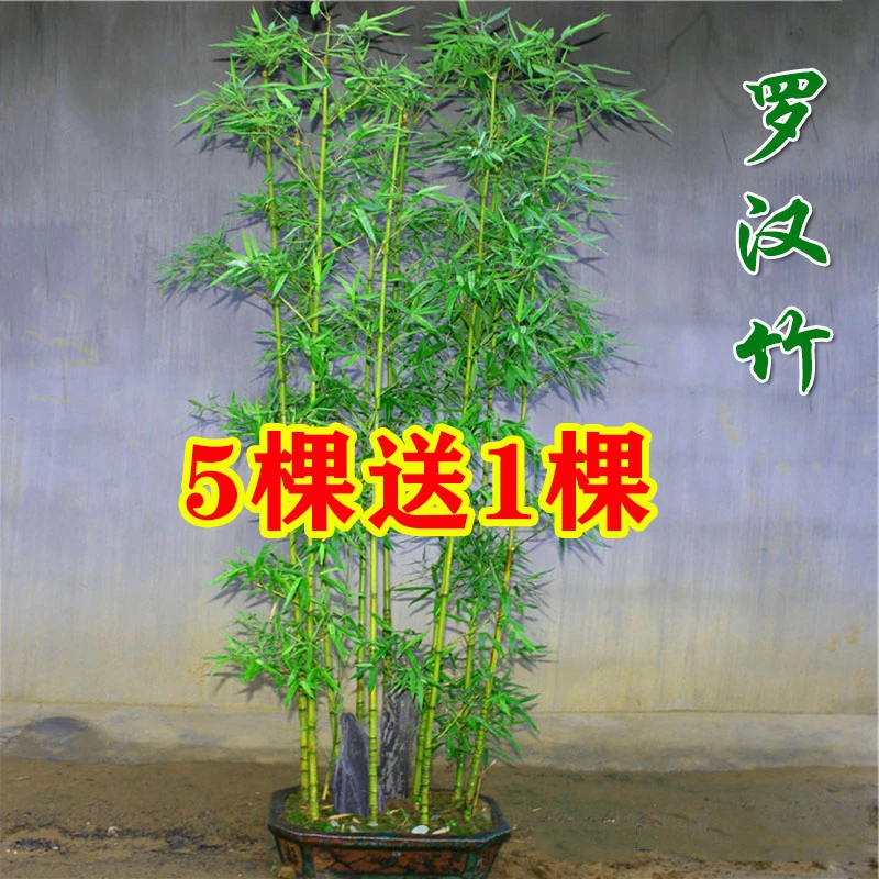 竹子苗植物庭院室外四季常青户外观赏竹景观葫芦竹室内盆栽
