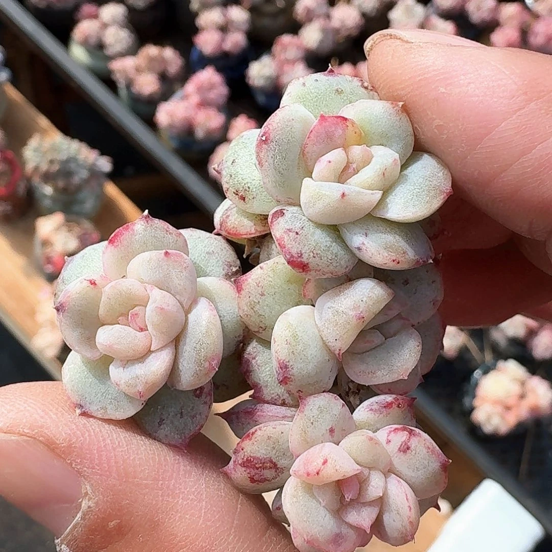 佳人石化4头长腿