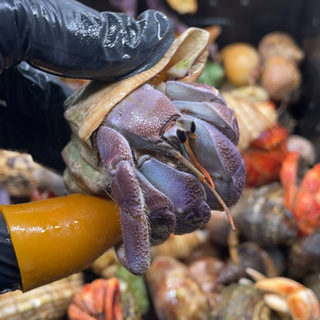 活体宠物不退不换20包邮23