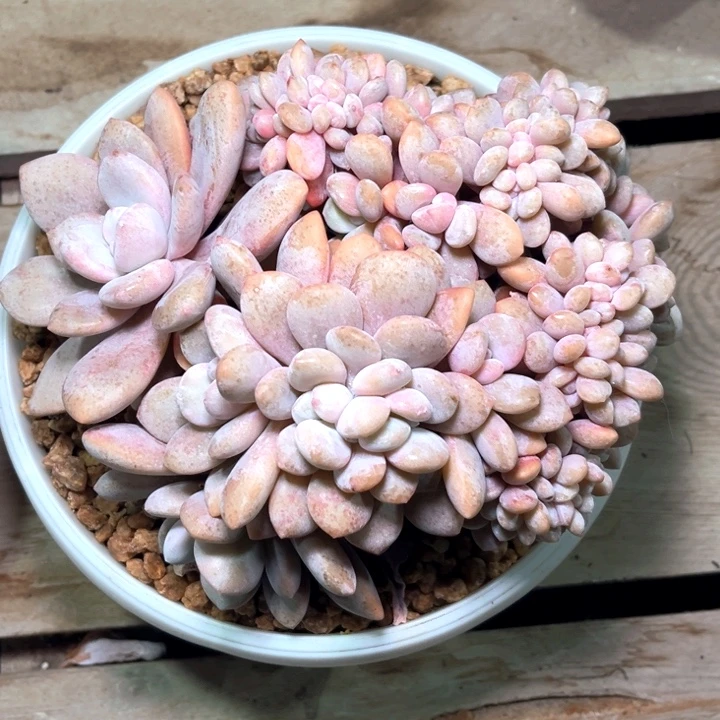 粉兔13号码牌子的话题