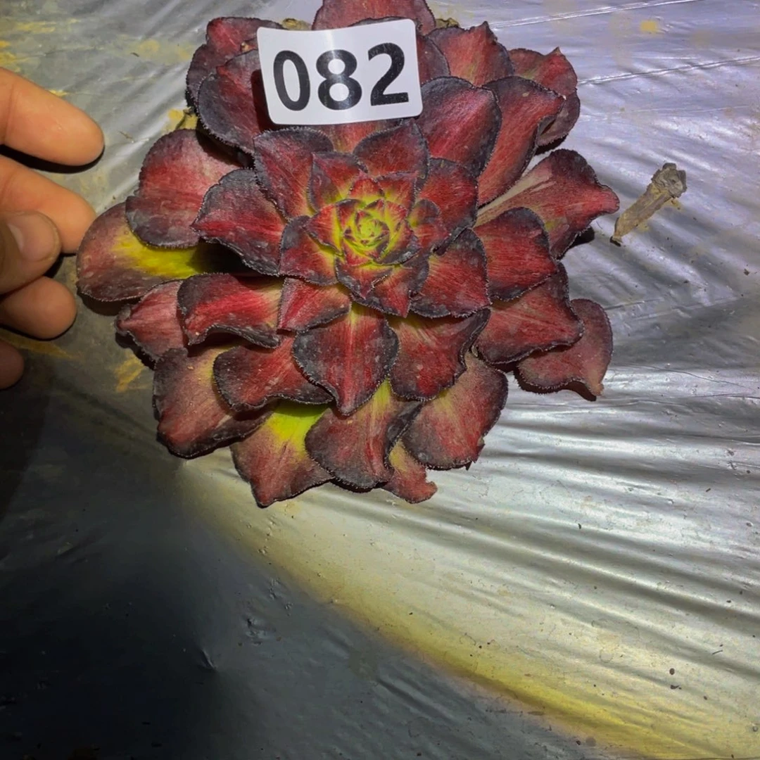 黑***色082龙鳞多肉植物的