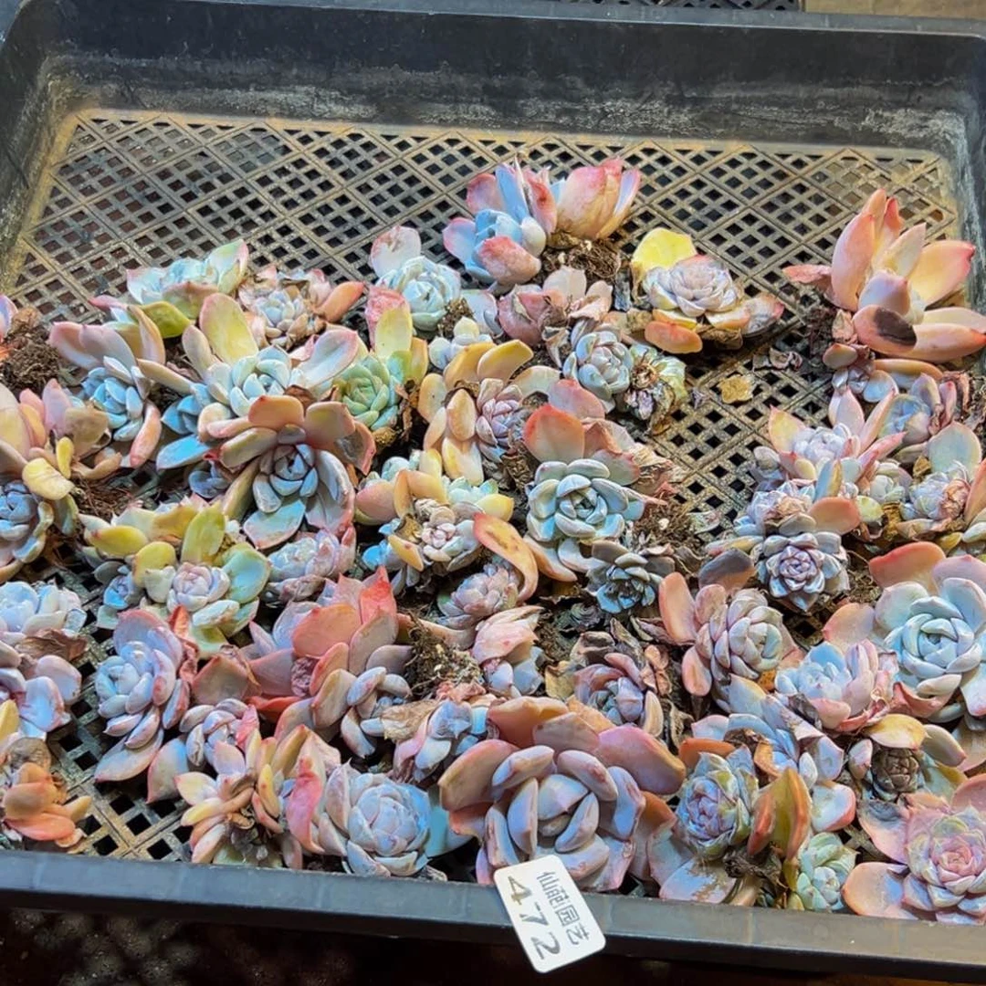 乐***罗472大热的小太阳我来