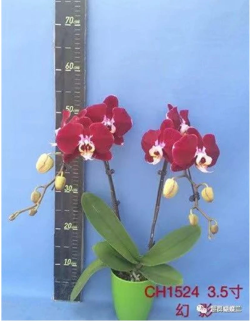 蝴蝶兰幻影3.5寸苗1株(只是苗）