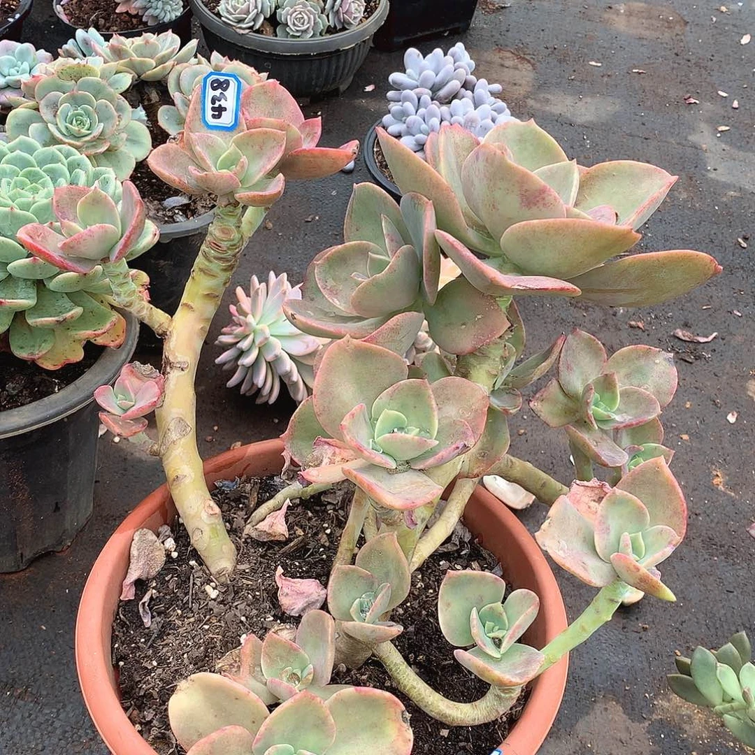 438贺氏 一物一拍多肉