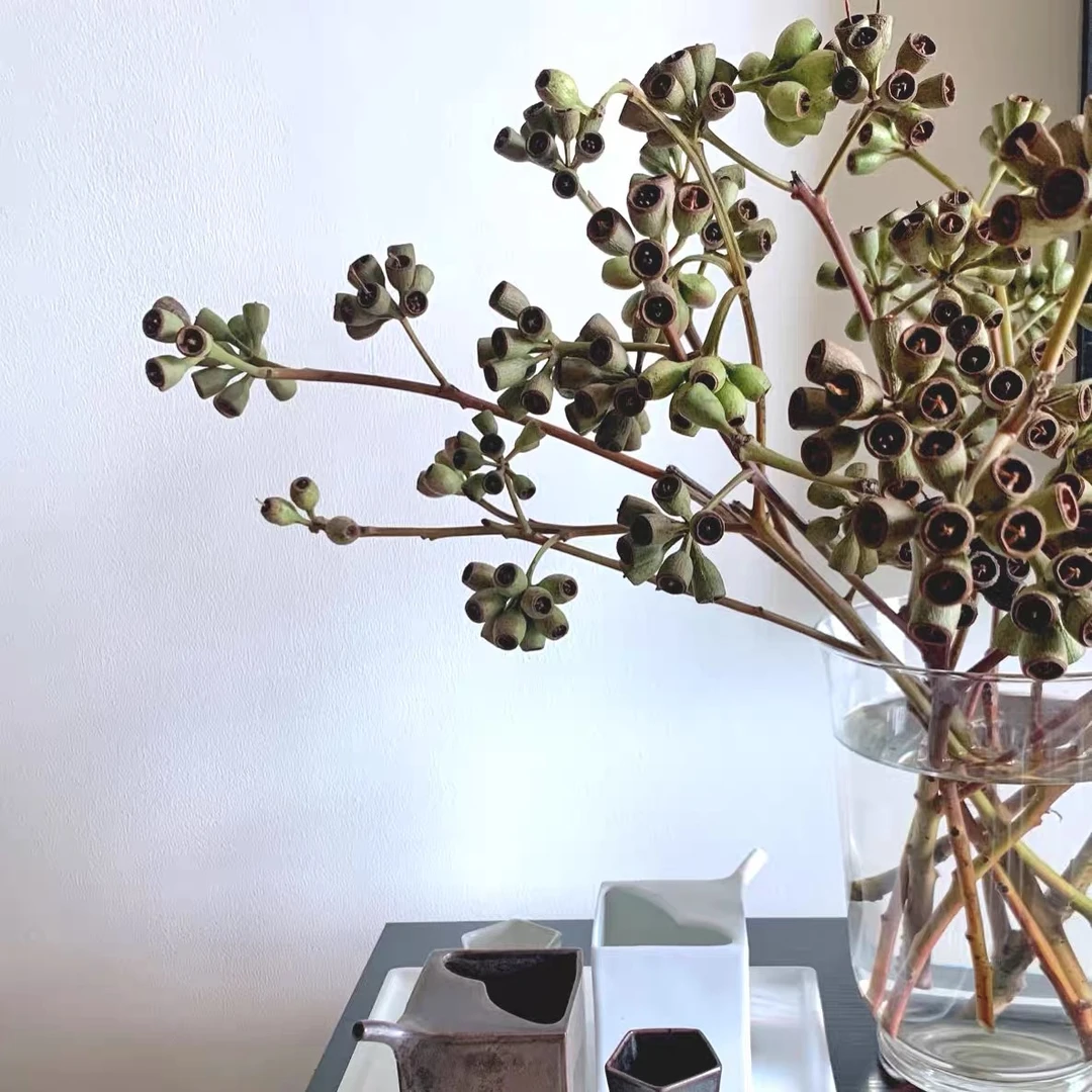 豌豆射手云南森系自然干花真花干枝大桉树果家居装饰