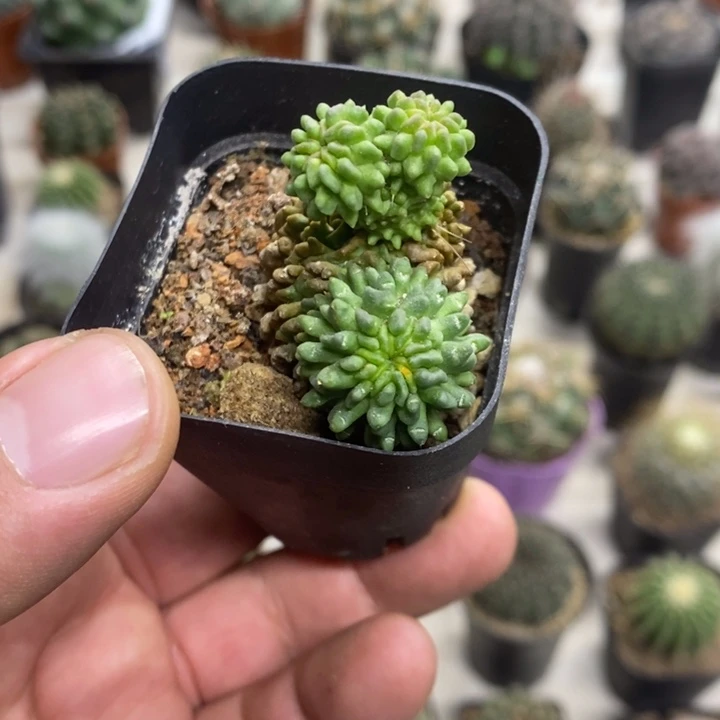 蝌蚪球群特价福利