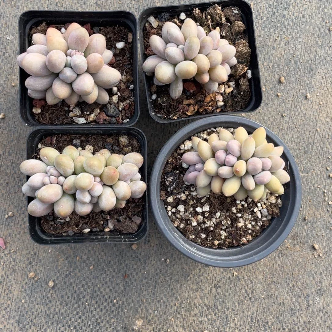 牛*羹桃花奶酪三个送个瑕疵152