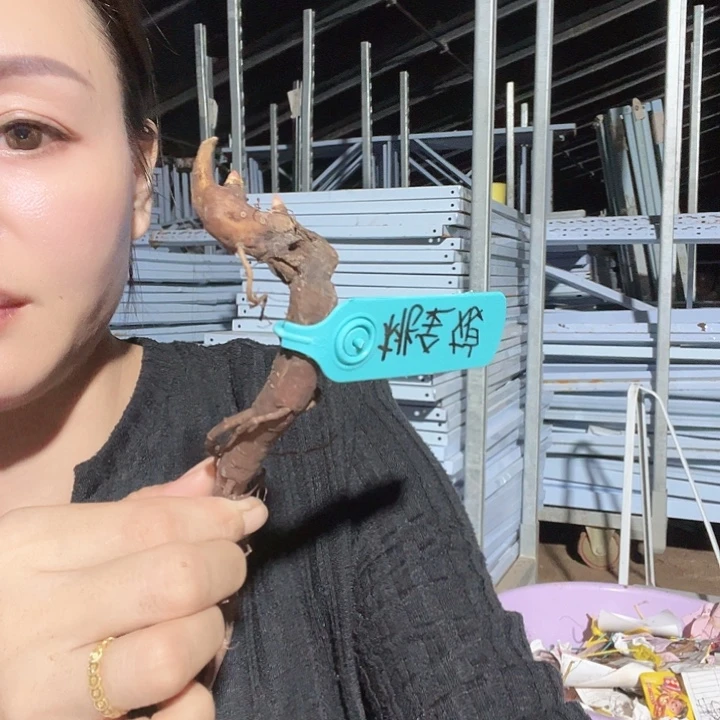 当前无花栽培后可以开花桃金娘2芽