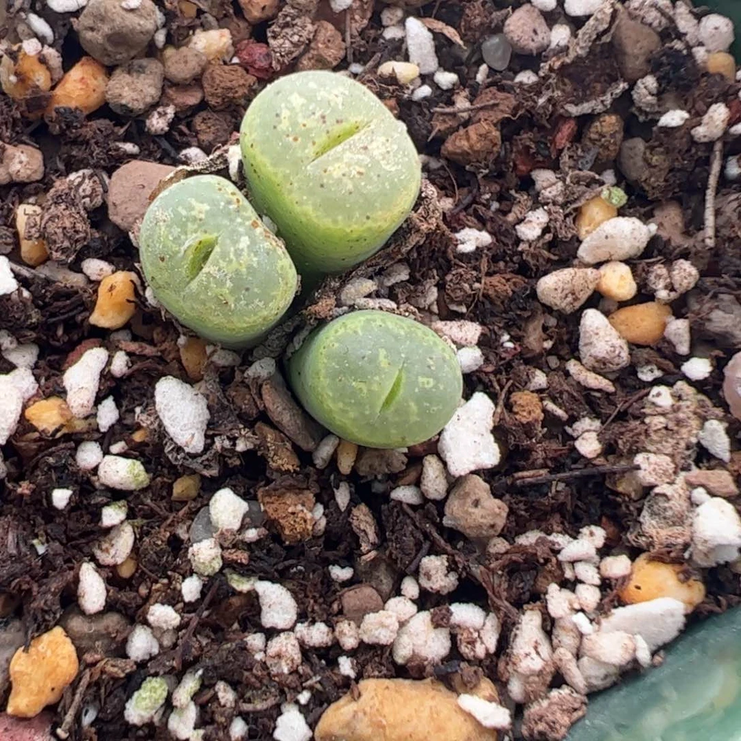 683 好看的多肉冲冲冲