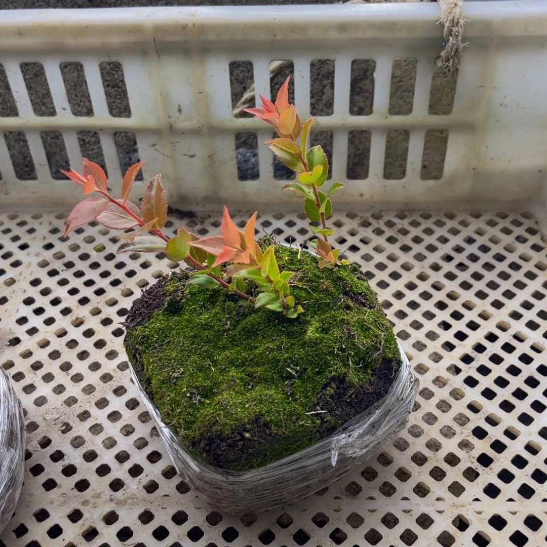 棒***滨当前无花朵，栽培后可花朵