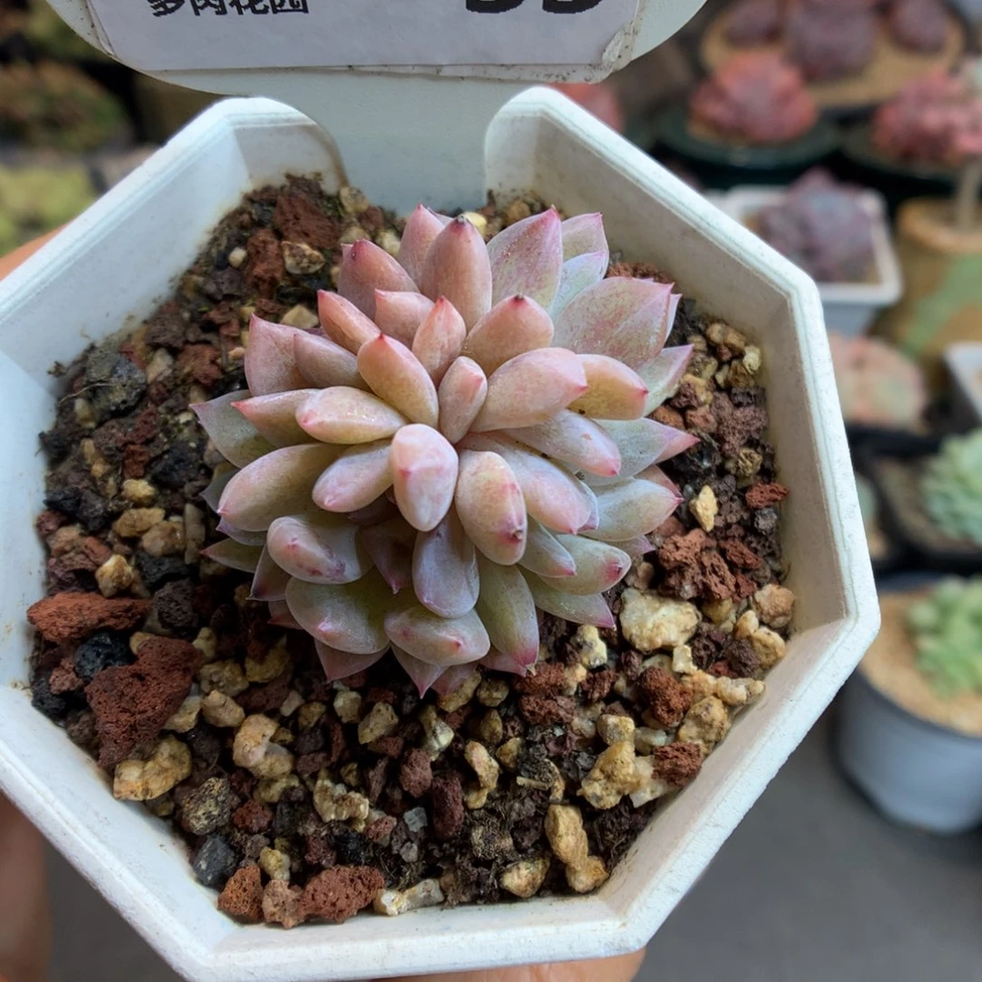 33雪天使朵朵缀化多肉植物