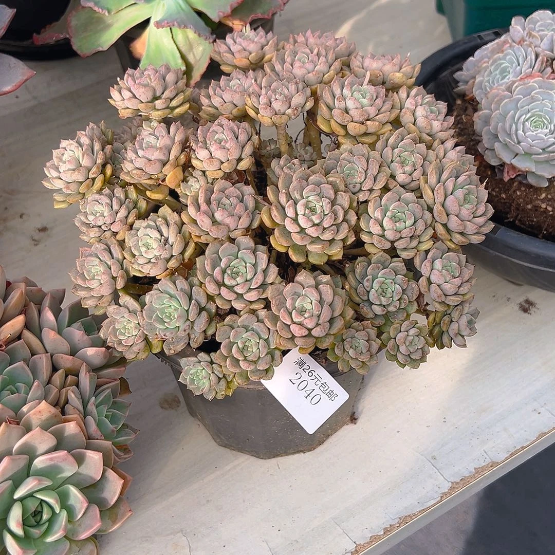 忘***情2040粉布偶多肉植物多肉