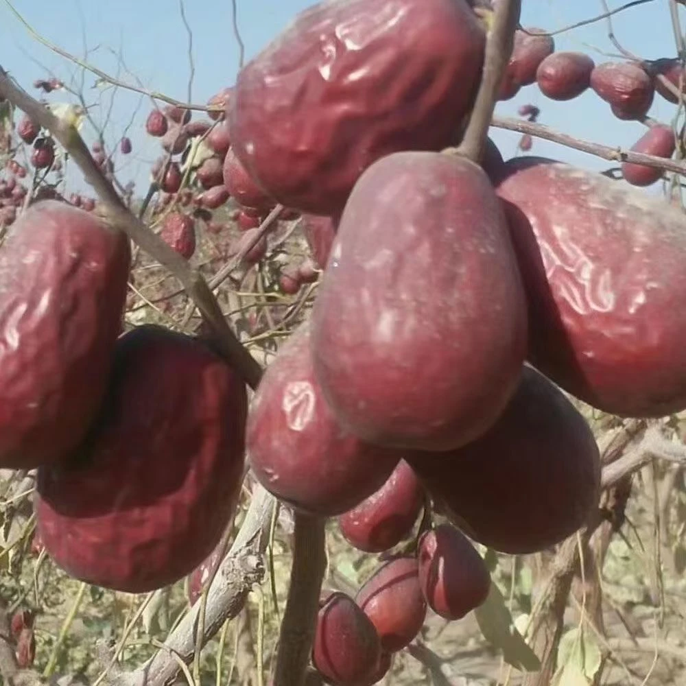 新疆未清洗和田大枣大果4公分左右3斤5斤装原产地直发包邮