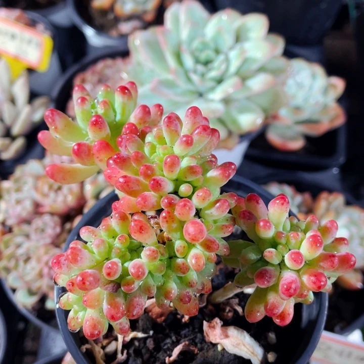 果冻乙女心缀15.888888