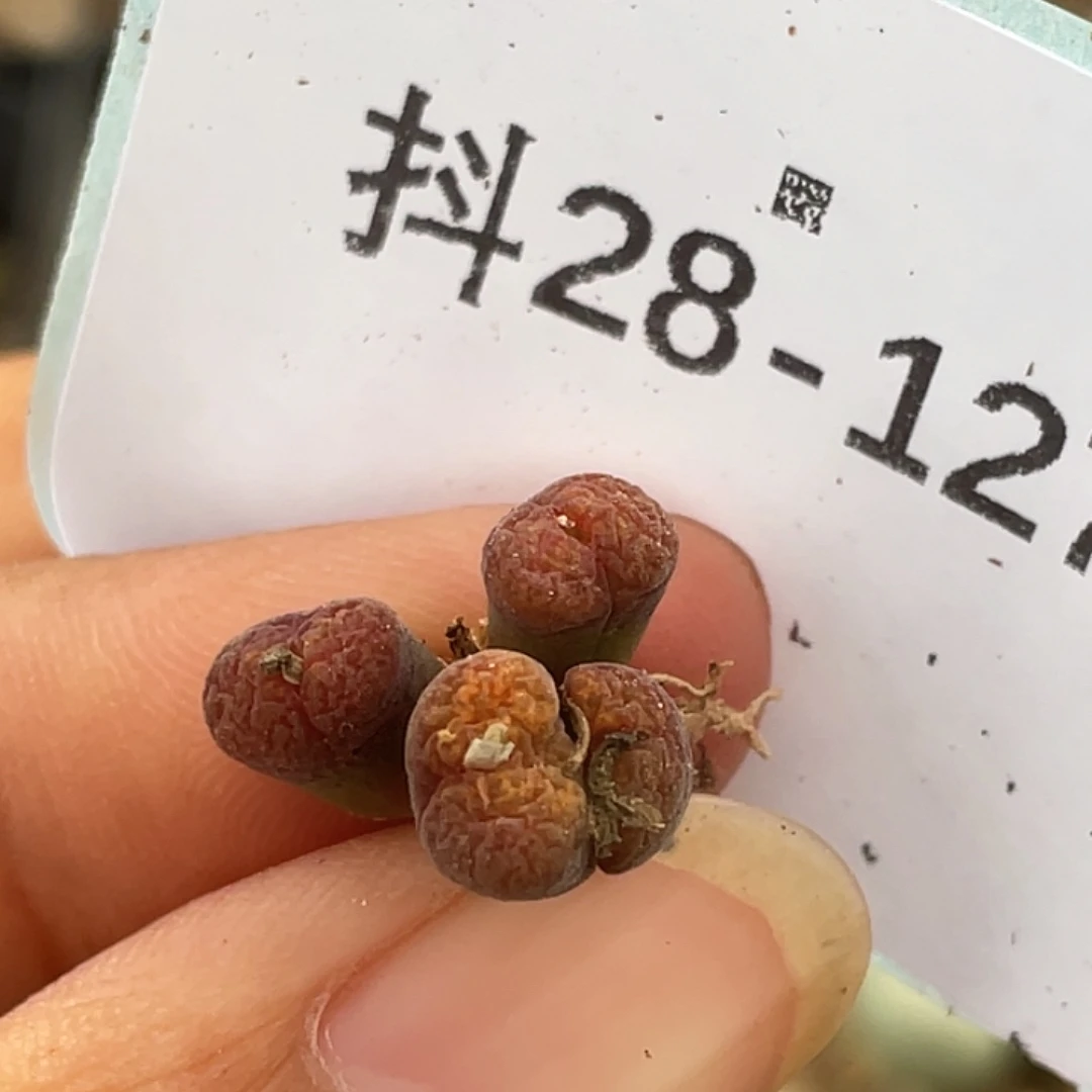 28-127朱雀勋章肉锥